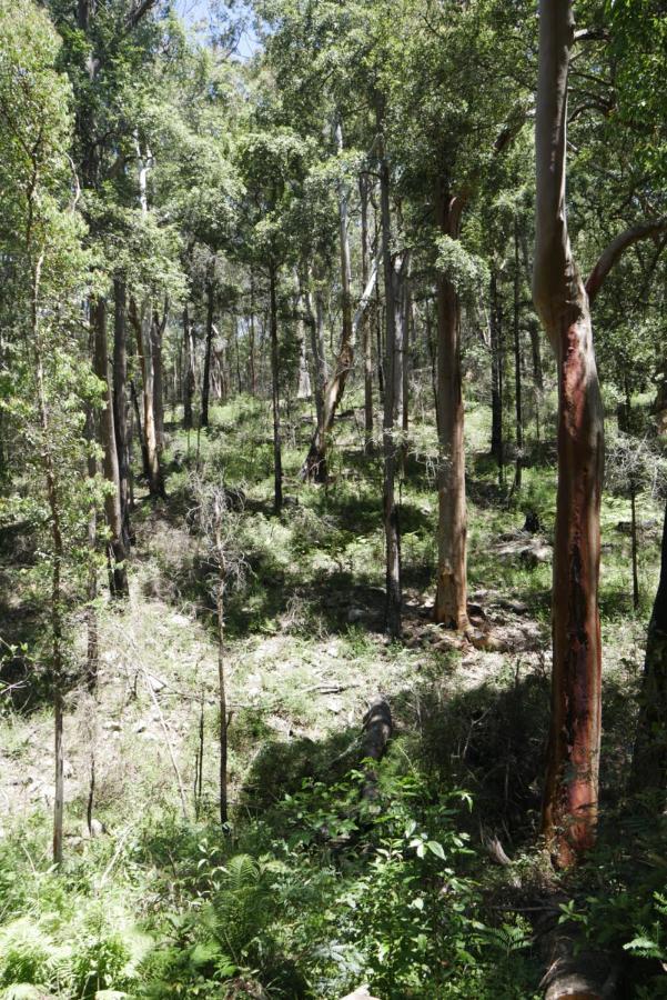 True North - 4Br Home & Garden In Bush Setting With Huge Bath Bilpin エクステリア 写真